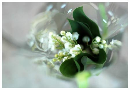 Le muguet